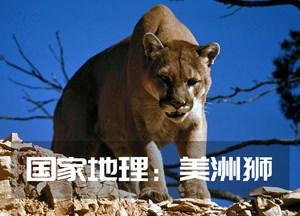 国家地理：美洲狮
